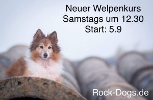 Welpenkurs september
